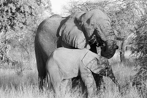 Elefanten im Krüger Nationalpark
